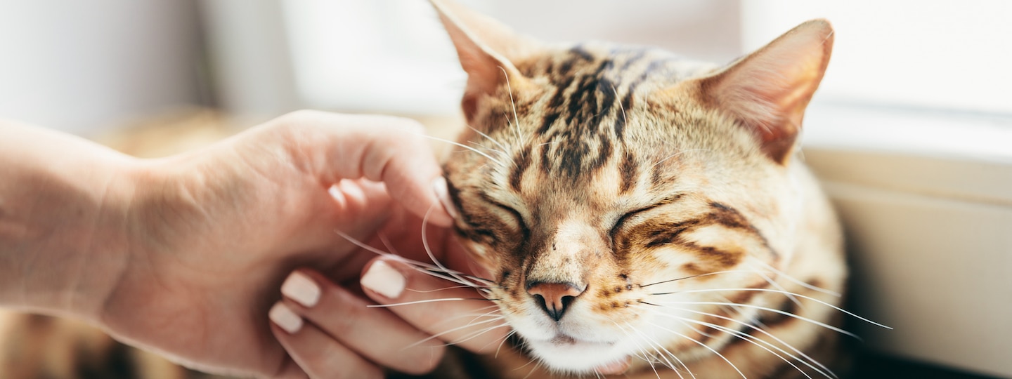 Cat being pet by human